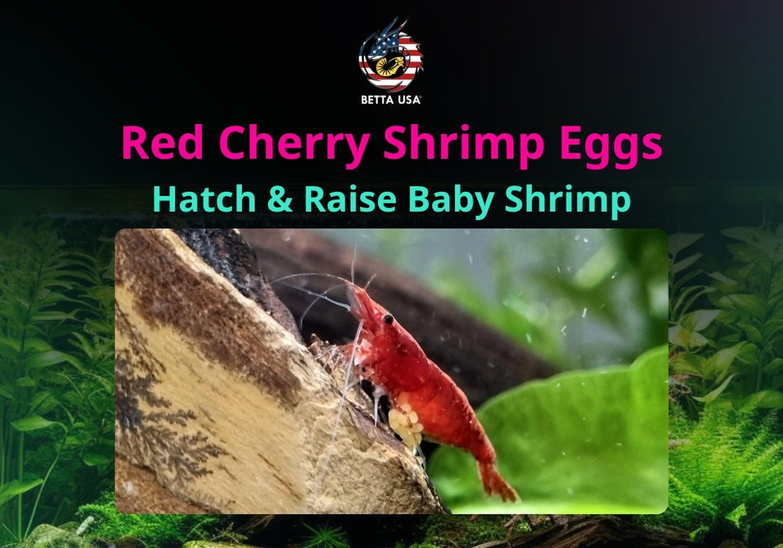 Red Cherry Shrimp Eggs: Hatch & Raise Baby Shrimp