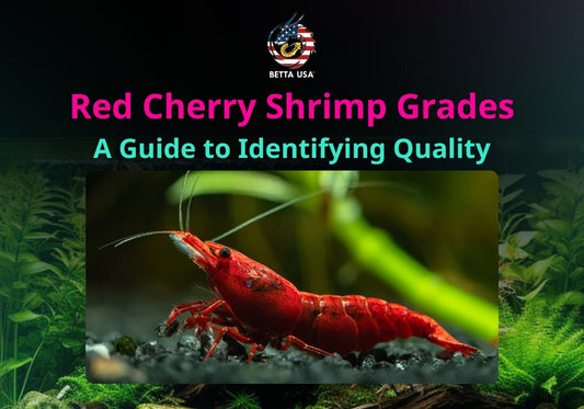 Red Cherry Shrimp Grades: A Guide to Identifying Quality
