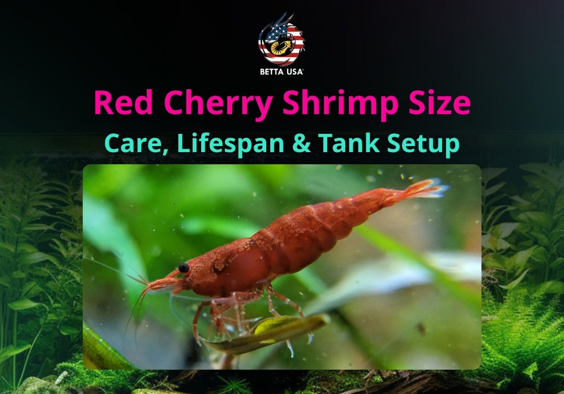 Red Cherry Shrimp Size: Care, Lifespan & Tank Setup Tips