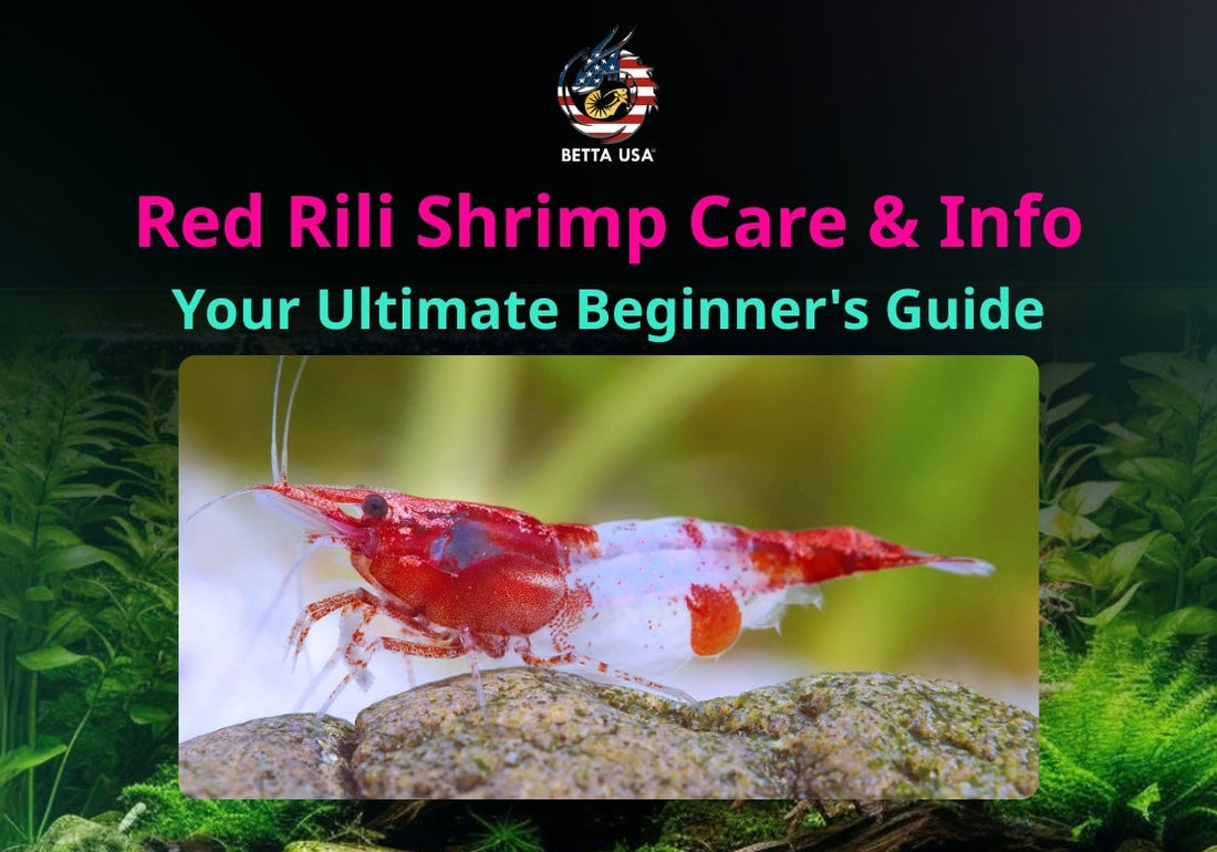 Red Rili Shrimp Care & Info: Your Ultimate Beginner's Guide