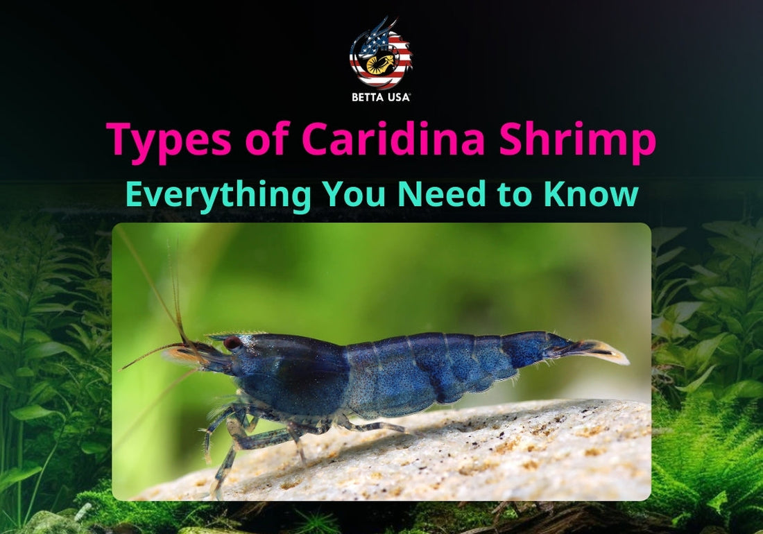 Types of Caridina Shrimp: Everything You Need to Know