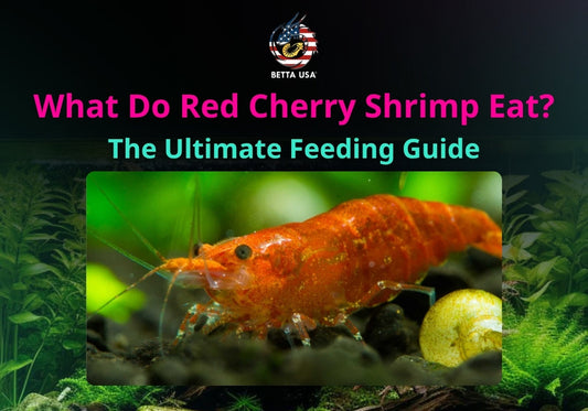 What Do Red Cherry Shrimp Eat? The Ultimate Feeding Guide