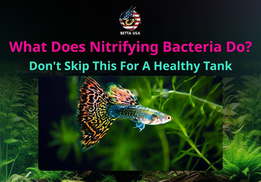 What Does Nitrifying Bacteria Do? Don't Skip This For A Healthy Tank!