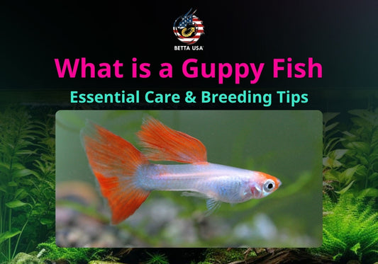 What is a Guppy Fish: Essential Care & Breeding Tips