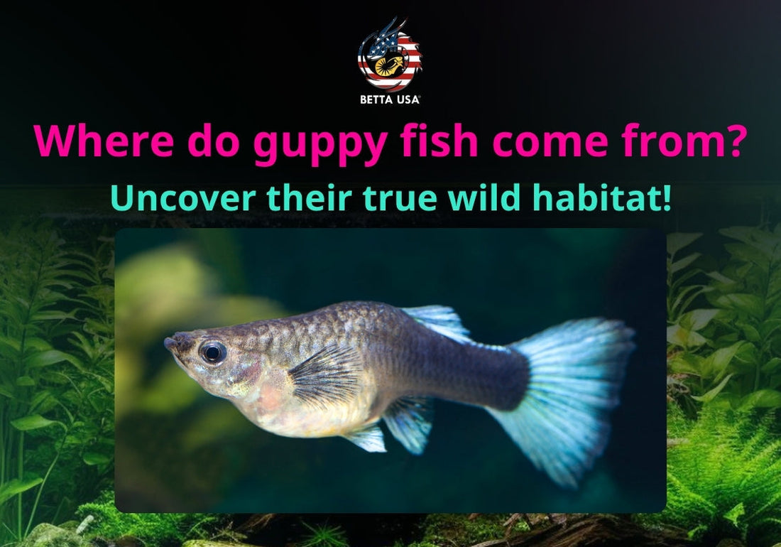 Where do guppy fish come from? Uncover their true wild habitat!