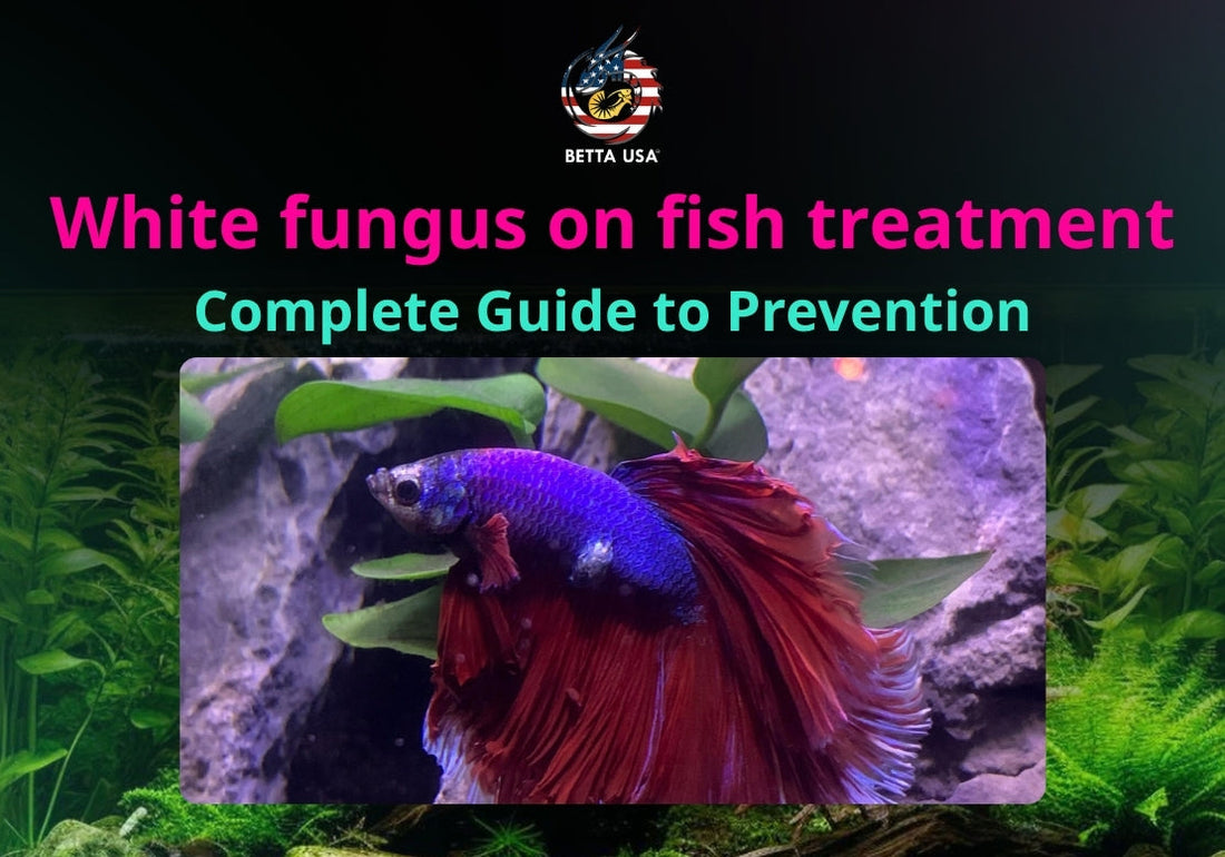 White fungus on fish treatment: Complete Guide to Prevention