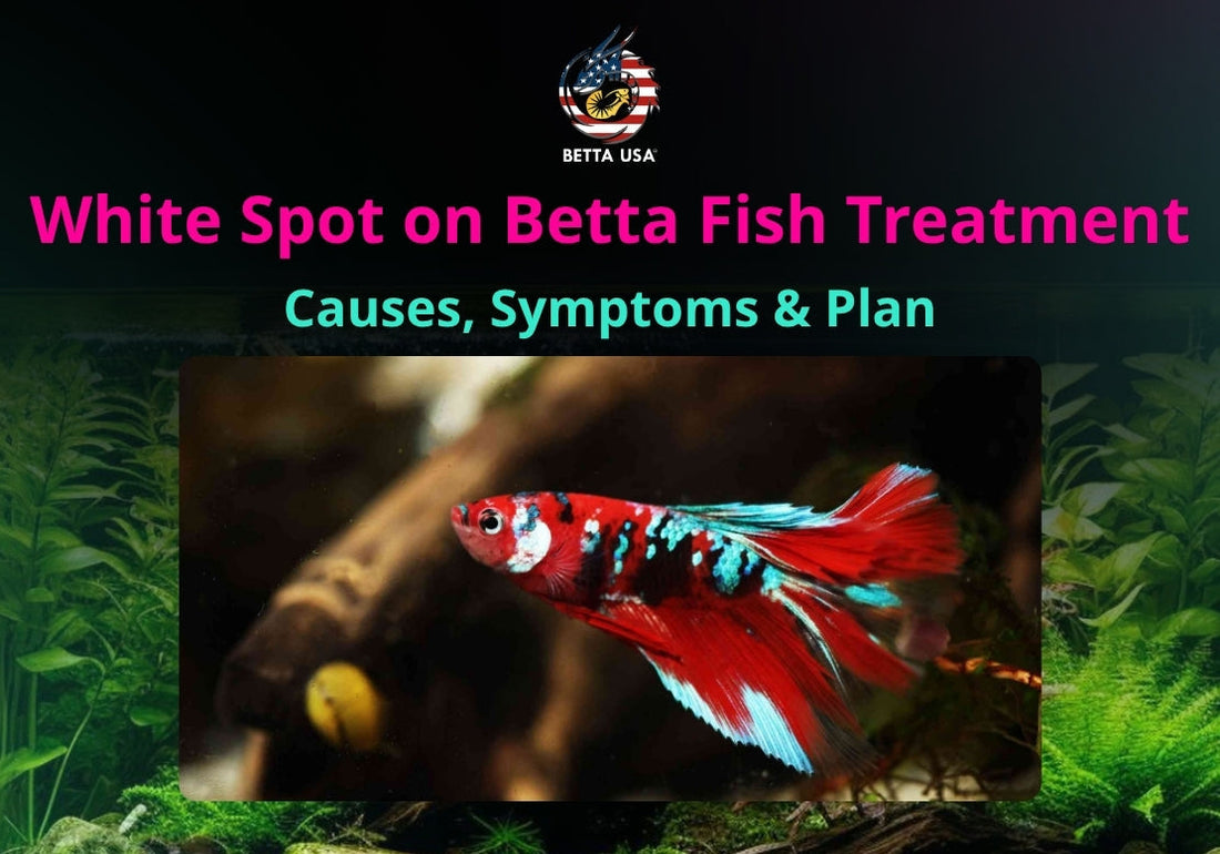 White Spot on Betta Fish Treatment: Causes, Symptoms & Plan