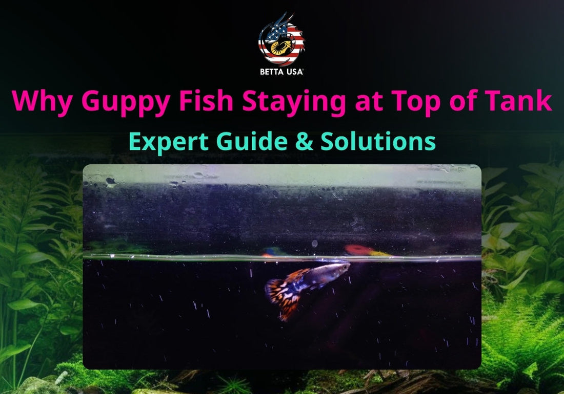 Why Guppy Fish Staying at Top of Tank: Expert Guide & Solutions