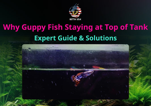 Why Guppy Fish Staying at Top of Tank: Expert Guide & Solutions