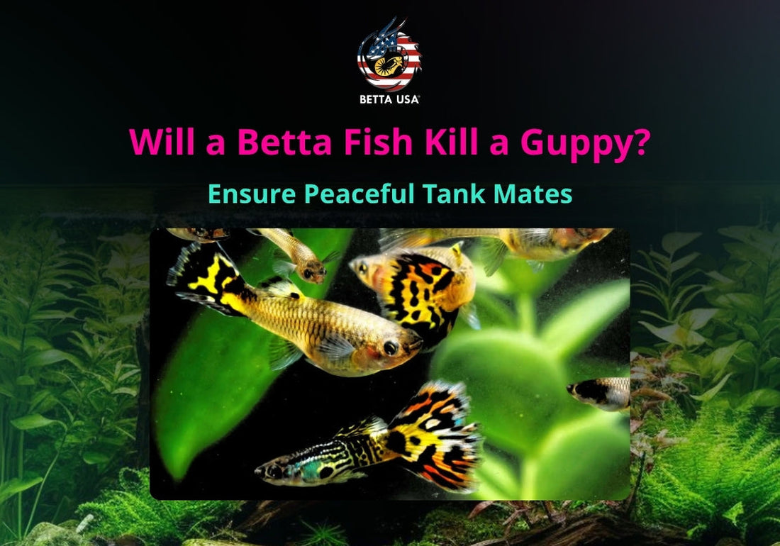 Will a Betta Fish Kill a Guppy? Ensure Peaceful Tank Mates