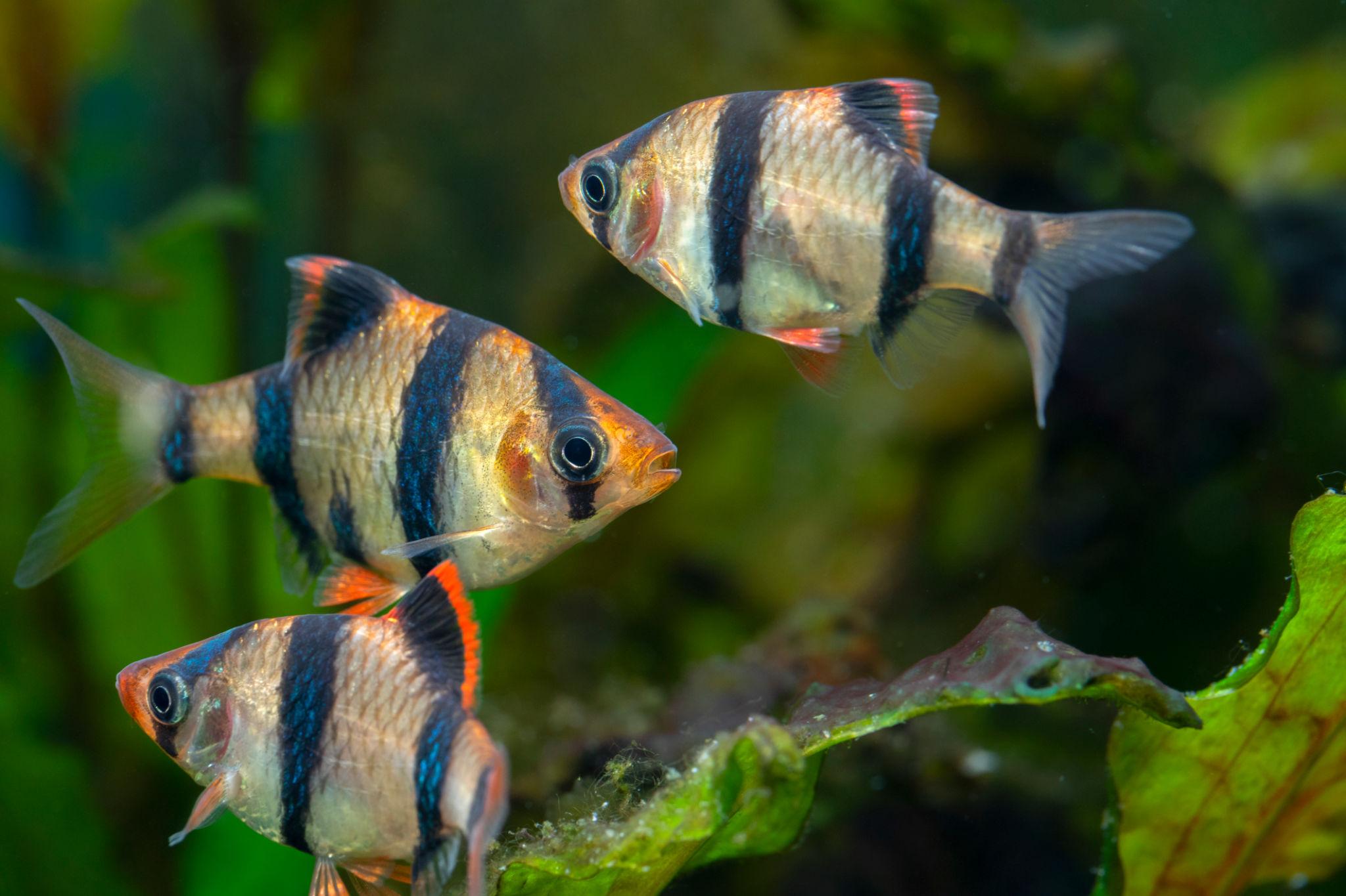 Tiger Barb | Puntigrus tetrazona