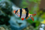 Tiger Barb | Puntigrus tetrazona