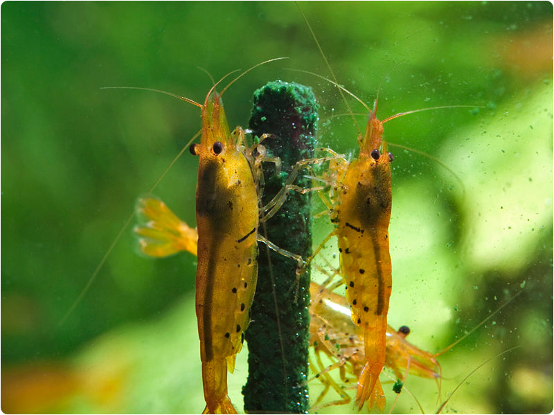 8 Sticks - Garnelenhaus Shrimp Lollies Moringa Power Stick - Shrimp Food