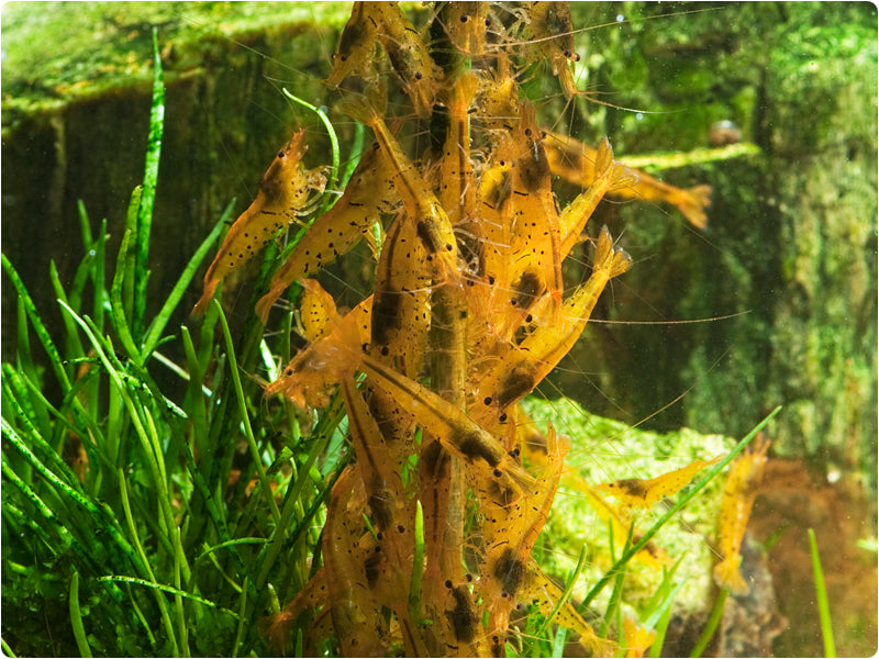 8 Sticks - Garnelenhaus Shrimp Lollies Algae Power Stick - Shrimp Food