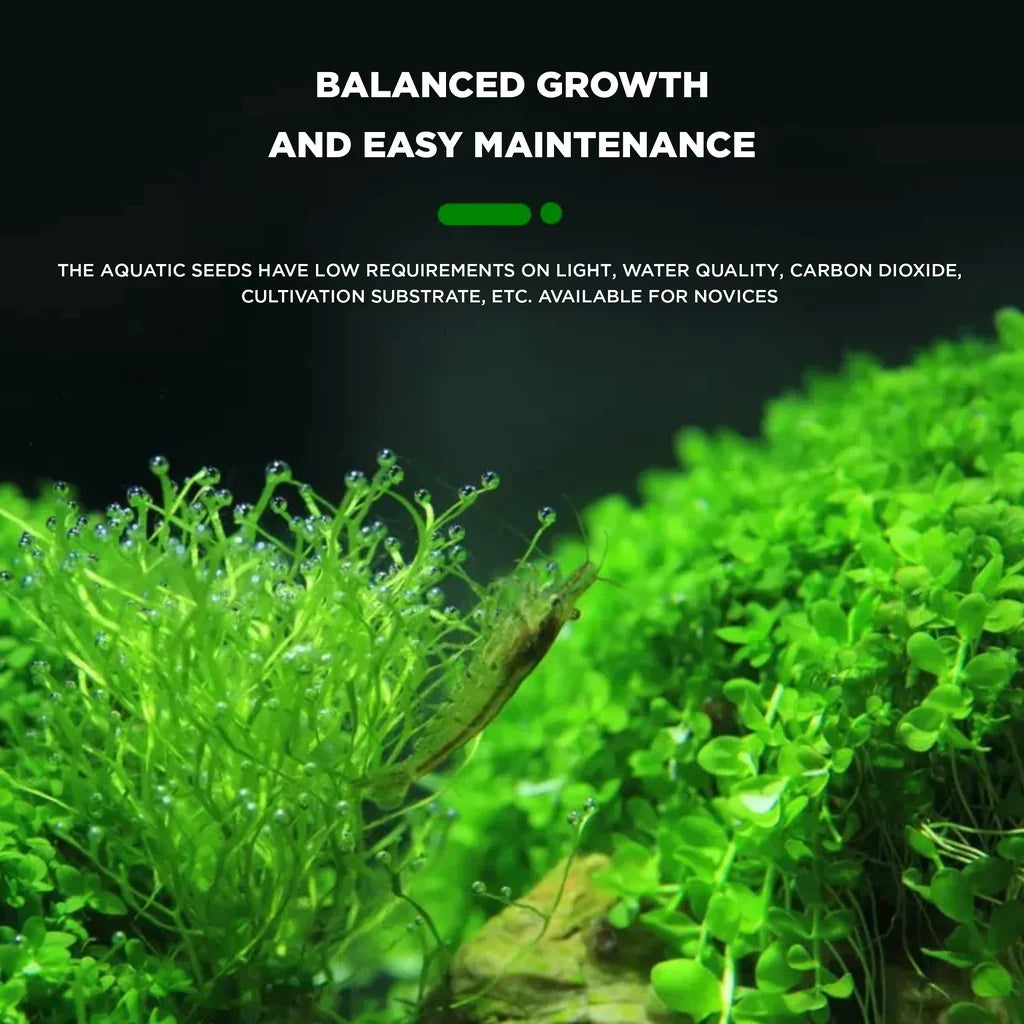YEE Aquarium Plant Seeds