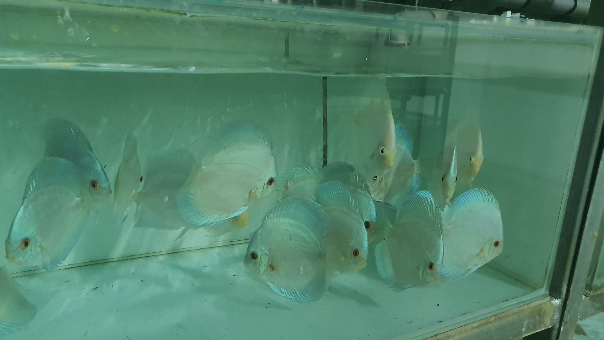 Blue Diamond Discus | Symphysodon aequifasciatus - Betta USA Aquatic