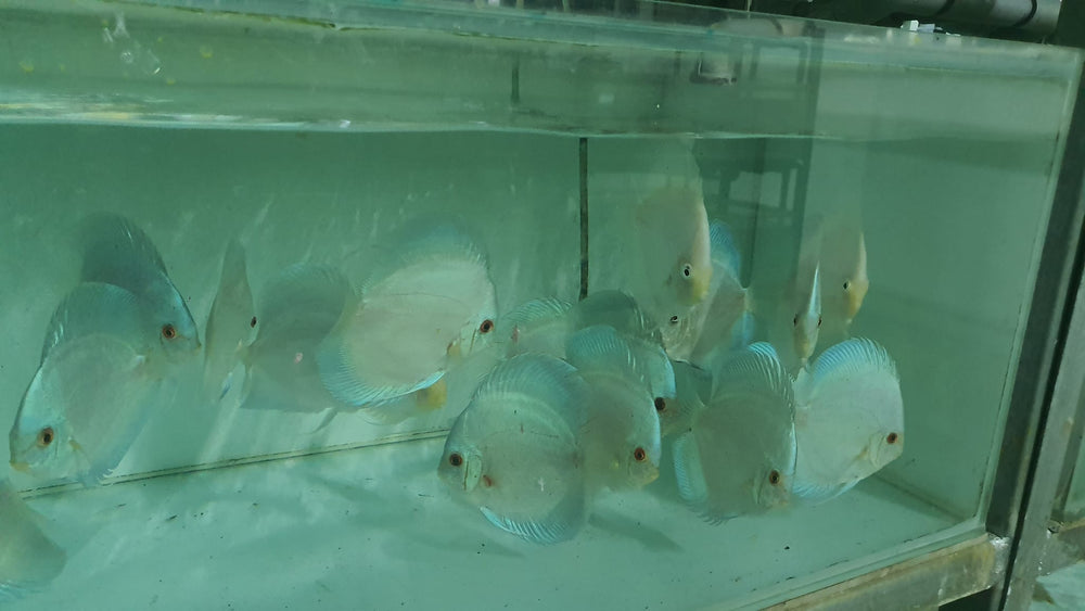 Blue Diamond Discus | Symphysodon aequifasciatus - Betta USA Aquatic