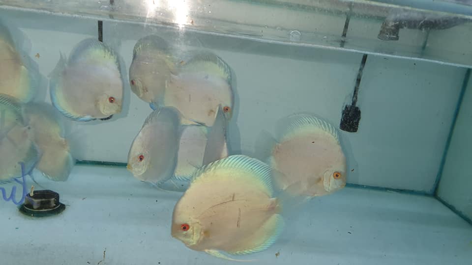 Blue Diamond Discus | Symphysodon aequifasciatus - Betta USA Aquatic