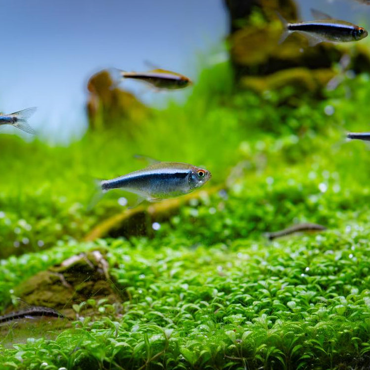 Black Neon Tetra  | Hyphessobrycon herbertaxelrodi