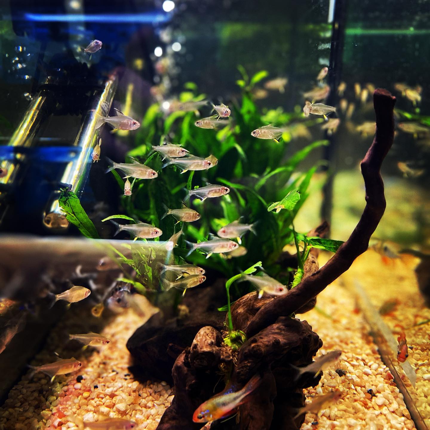 Lemon Tetra  | Hyphessobrycon pulchripinnis - Betta USA Aquatic