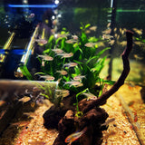 Lemon Tetra  | Hyphessobrycon pulchripinnis - Betta USA Aquatic
