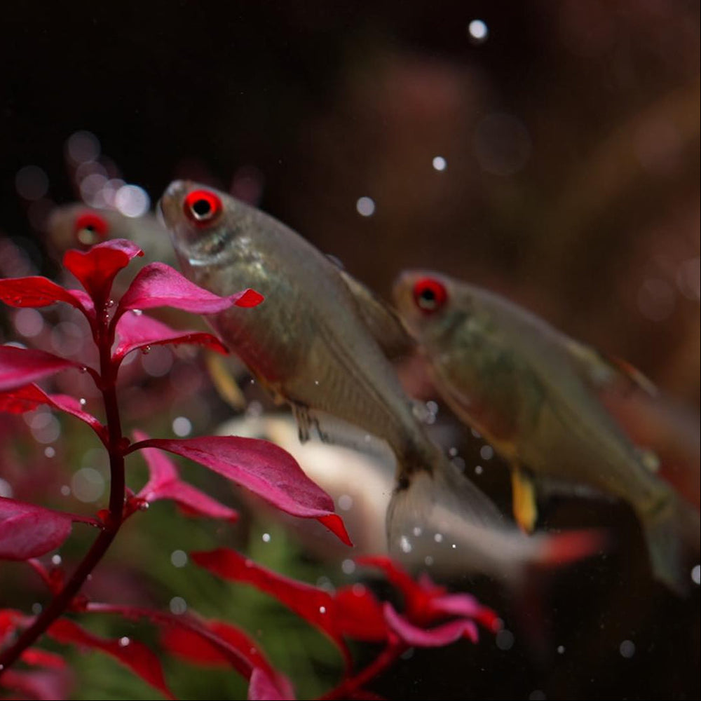 Lemon Tetra  | Hyphessobrycon pulchripinnis - Betta USA Aquatic