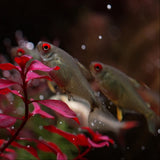 Lemon Tetra  | Hyphessobrycon pulchripinnis - Betta USA Aquatic