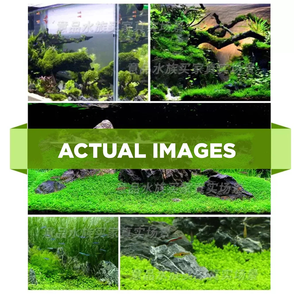 YEE Aquarium Plant Seeds