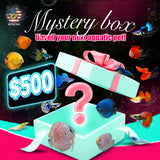 Mystery Box – Live Stock $500 - Betta USA Aquatic