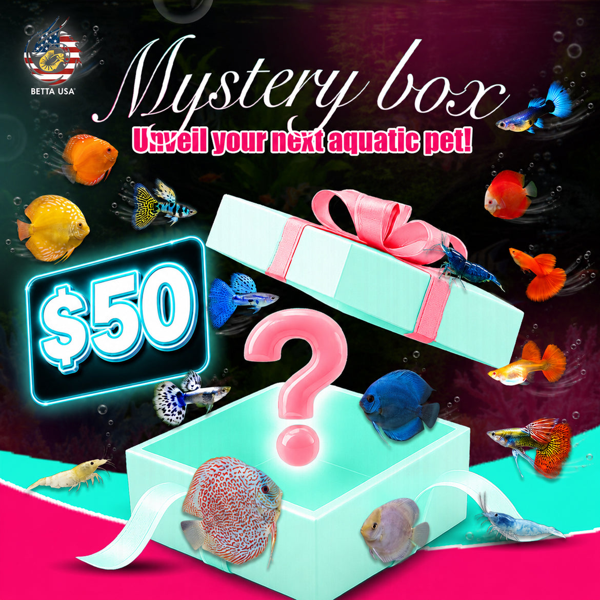 betta fish mystery box Giant Sorority PNW Bettas its adorably irresistible. FREE Mystery Box Betta with