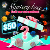 Mystery Box – Live Stock $50 - Betta USA Aquatic