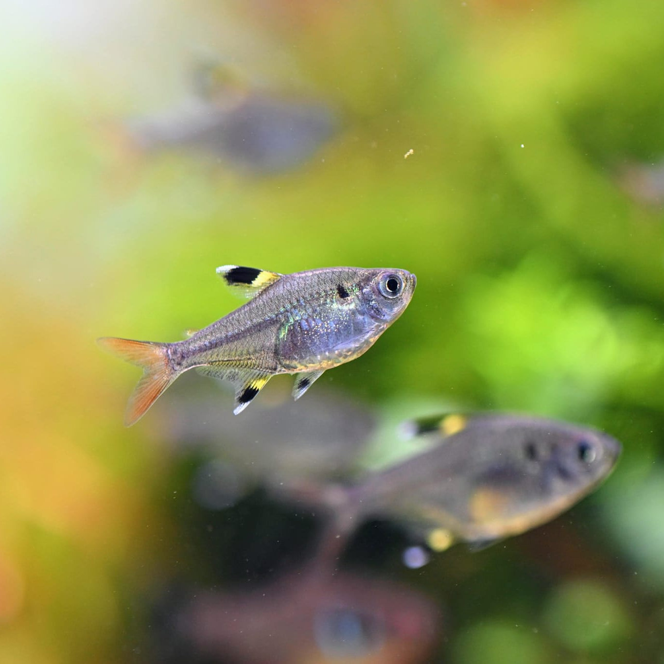Golden X-Ray Tetra | Pristella maxillaris