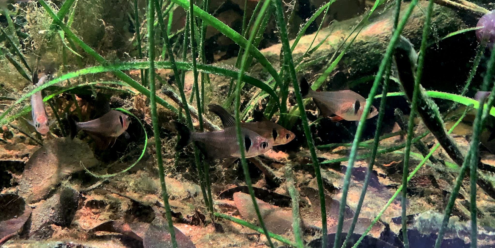 Black Phantom Tetra | Hyphessobrycon megaloptera