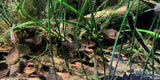 Black Phantom Tetra | Hyphessobrycon megaloptera