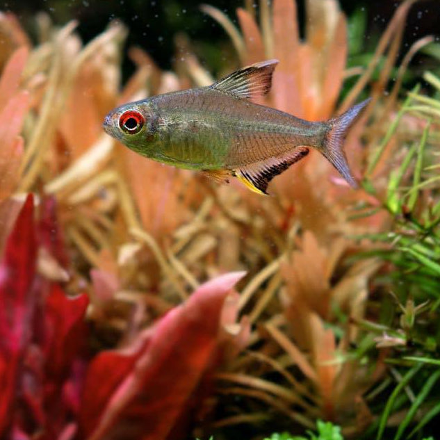 Lemon Tetra  | Hyphessobrycon pulchripinnis - Betta USA Aquatic