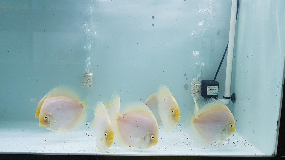 White Diamond Discus | Symphysodon aequifasciatus - Betta USA Aquatic