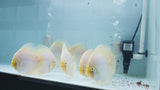 White Diamond Discus | Symphysodon aequifasciatus - Betta USA Aquatic