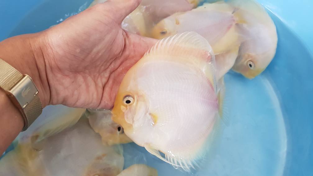 White Diamond Discus | Symphysodon aequifasciatus - Betta USA Aquatic
