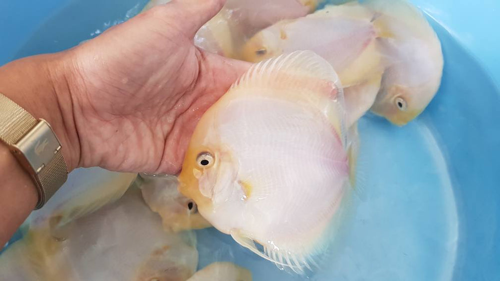 White Diamond Discus | Symphysodon aequifasciatus - Betta USA Aquatic