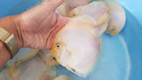 White Diamond Discus | Symphysodon aequifasciatus - Betta USA Aquatic