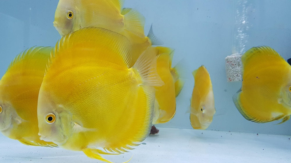 Yellow Melon Discus  | Symphysodon aequifasciatus - Betta USA Aquatic