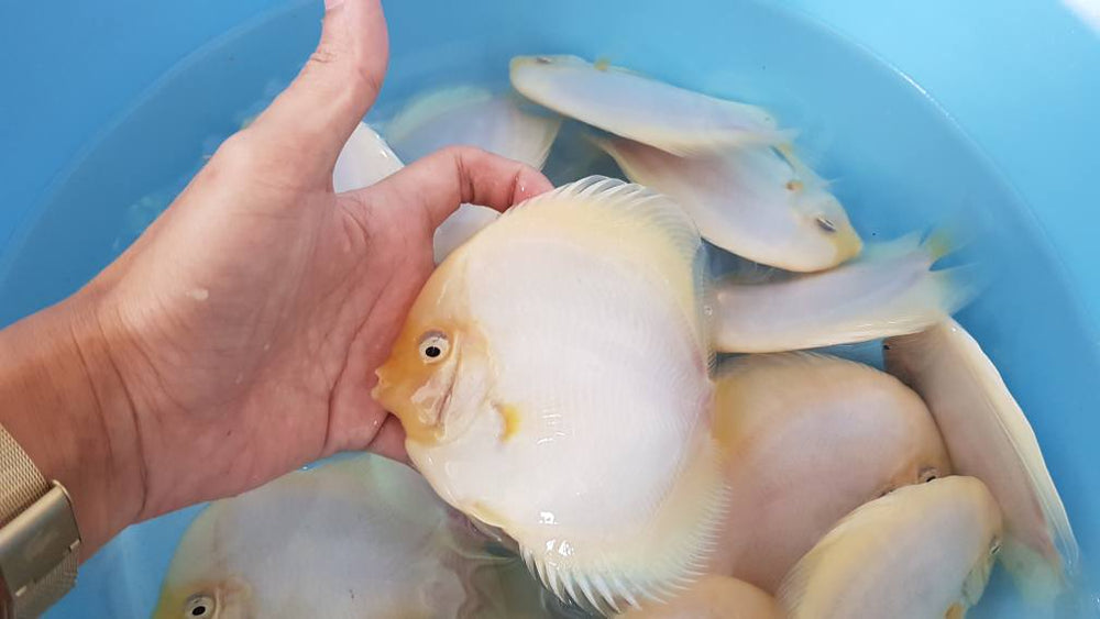 White Diamond Discus | Symphysodon aequifasciatus - Betta USA Aquatic