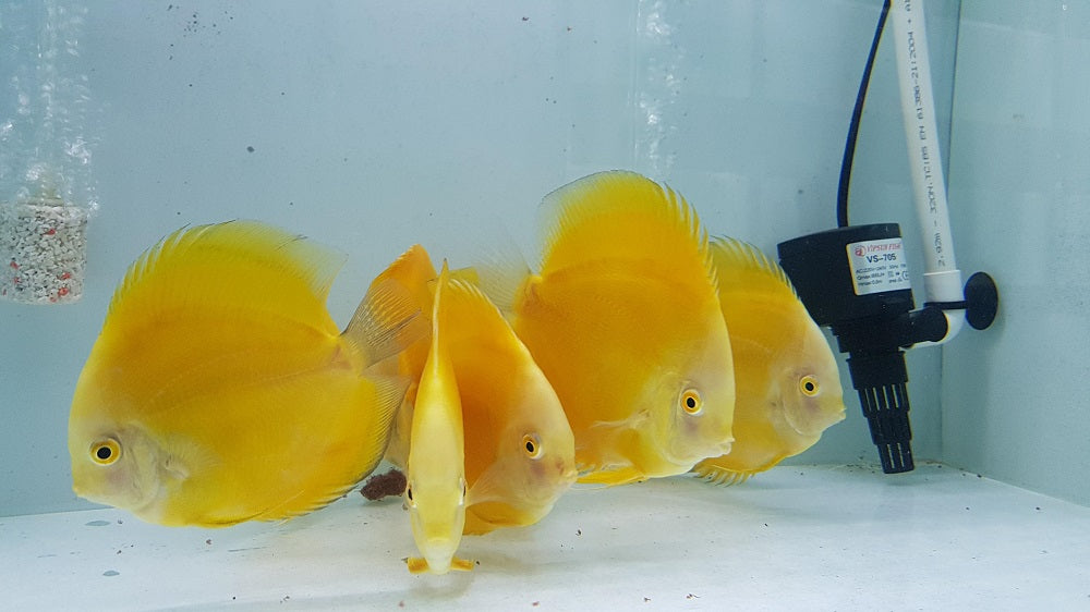 Yellow Melon Discus  | Symphysodon aequifasciatus - Betta USA Aquatic