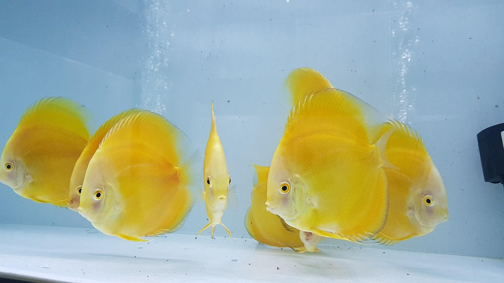Yellow Melon Discus  | Symphysodon aequifasciatus - Betta USA Aquatic