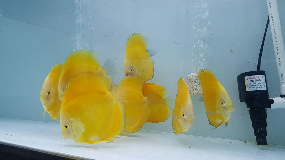 Yellow Melon Discus  | Symphysodon aequifasciatus - Betta USA Aquatic