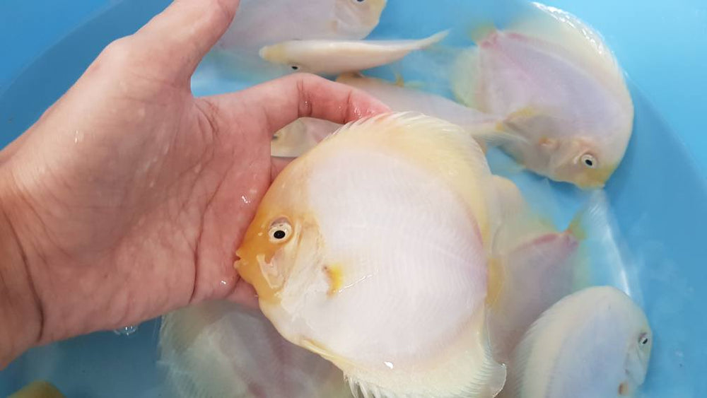 White Diamond Discus | Symphysodon aequifasciatus - Betta USA Aquatic