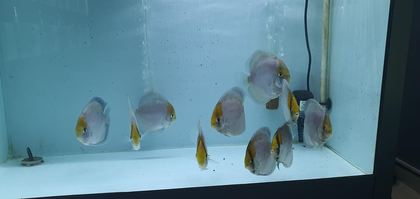 Ghost Discus | Symphysodon aequifasciatus - Betta USA Aquatic