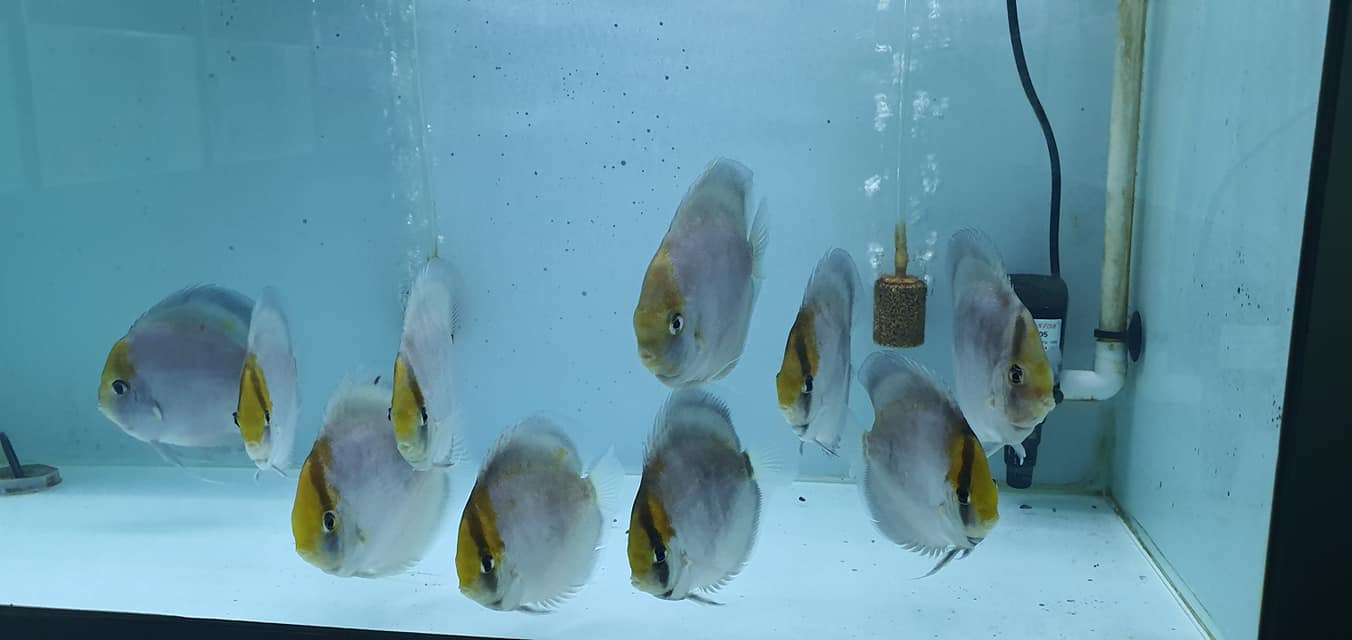 Ghost Discus | Symphysodon aequifasciatus - Betta USA Aquatic