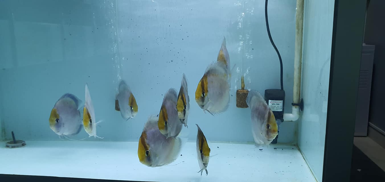 Ghost Discus | Symphysodon aequifasciatus - Betta USA Aquatic