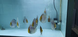 Ghost Discus | Symphysodon aequifasciatus - Betta USA Aquatic